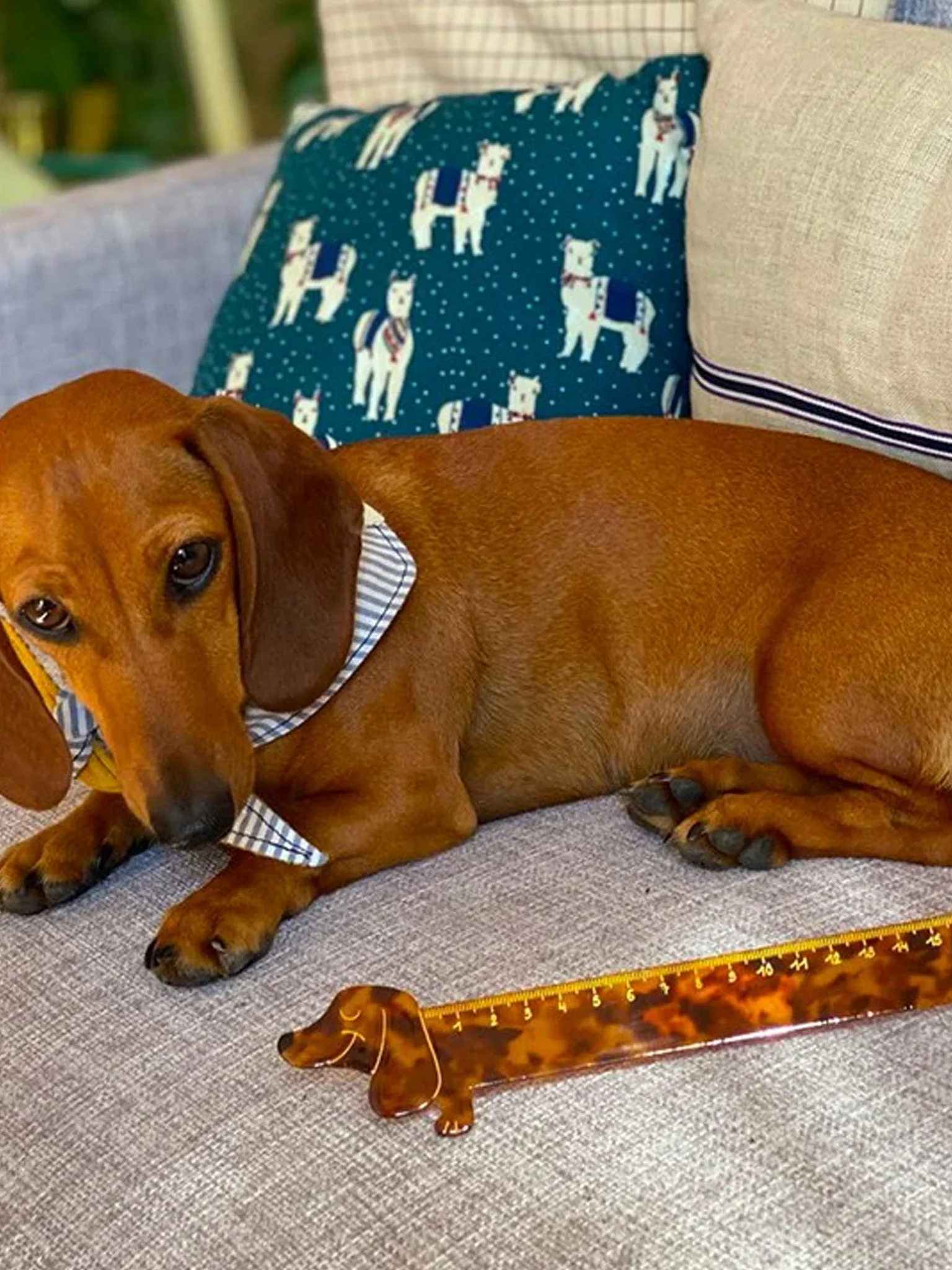 Dachshund Ruler - Image 3
